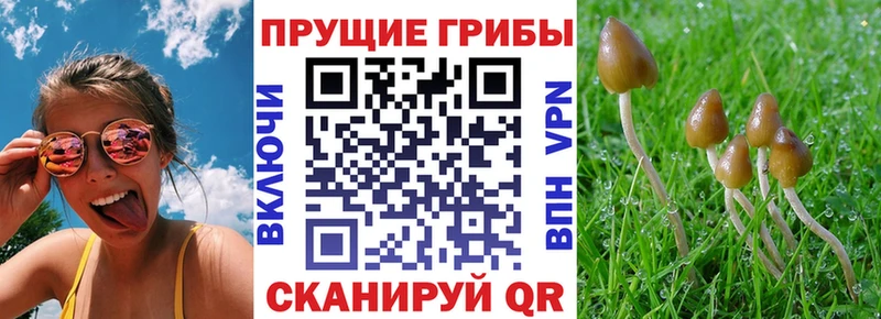 Псилоцибиновые грибы Psilocybine cubensis  Александровск-Сахалинский 
